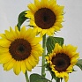 Подсолнечник летний (Helianthus annuus)