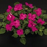 Бальзамин Уоллера (Impatiens walleriana) Бальзамин Уоллера (Impatiens walleriana)