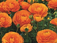 Лютик азиатский (Mache F1)