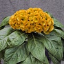 Целозия гребенчатая (Celosia cristata)