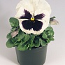 Виола виттрока (Viola wittrockiana)