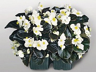 Бегония вечноцветущая (бронзовая листва) (Cocktail — Whisky F1)