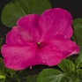 Бальзамин Уоллера (Impatiens walleriana) Бальзамин Уоллера (Impatiens walleriana)