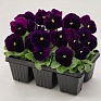 Виола виттрока (Viola wittrockiana) Виола виттрока (Viola wittrockiana)