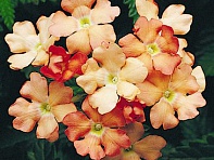 Вербена гибридная (Obsession F1)