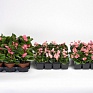 Бегония вечноцветущая (зеленая листва) (Begonia semperflorens)