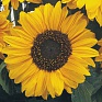 Подсолнечник летний (Helianthus annuus)