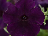 Петуния ампельная гибридная (Easy Wave F1)