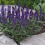 Шалфей дубравный (лесной) (Salvia nemorosa) Шалфей дубравный (лесной) (Salvia nemorosa)