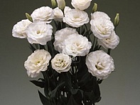 Лизиантус (Эустома) крупноцветковый (Arena F1)