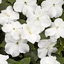 Бальзамин Уоллера (Impatiens walleriana)