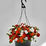 Бальзамин Уоллера (Impatiens walleriana)