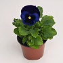 Виола виттрока (Viola wittrockiana)