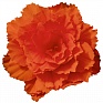 Бегония клубневая махровая ампельная (Begonia tuberhybrida)