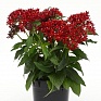 Пентас ланцетовидный (Pentas lanceolata)