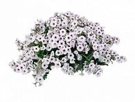 Петуния ампельная гибридная (Pendolino F1)