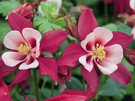 Аквилегия голубая (Origami F1)