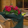 Бегония клубневая махровая (Begonia tuberhybrida)