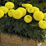 Бархатцы прямостоячие (Tagetes erecta)