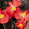 Бегония вечноцветущая (бронзовая листва) (Begonia semperflorens)