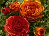 Лютик азиатский (Magic F1)