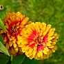 Цинния изящная (Zinnia elegans)