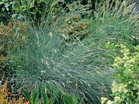 Овсяница сизая (Freddy)