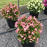 Бегония вечноцветущая махровая (зеленая листва) (Begonia semperflorens)