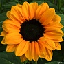 Подсолнечник летний (Helianthus annuus)