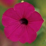 Петуния ампельная гибридная (Petunia х hybrida) Петуния ампельная гибридная (Petunia х hybrida)