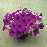 Петуния ампельная гибридная (Petunia х hybrida)