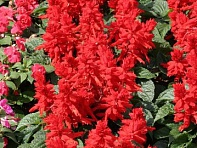 Сальвия блестящая (Sahara)