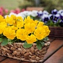 Виола виттрока (Viola wittrockiana) Виола виттрока (Viola wittrockiana)
