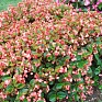 Бегония гибридная (зеленая листва) (Begonia hybrida) Бегония гибридная (зеленая листва) (Begonia hybrida)