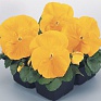 Виола виттрока (Viola wittrockiana)