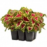 Колеус гибридный (Coleus х hybrida) Колеус гибридный (Coleus х hybrida)