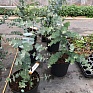 Эвкалипт припудренный (Eucalyptus pulverulenta)