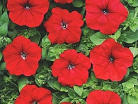 Петуния ампельная гибридная (Лавина F1)