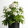 Гвоздика турецкая (Dianthus barbatus)
