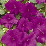 Бальзамин Уоллера (Impatiens walleriana)