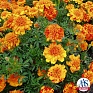 Бархатцы отклоненные (Tagetes patula) Бархатцы отклоненные (Tagetes patula)