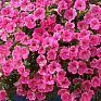 Петуния ампельная гибридная (Petunia х hybrida)