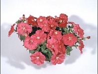 Петуния ампельная гибридная (Nuvolari F1)