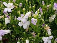 Колокольчик Портеншлага (Clockwise F1)