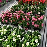 Бегония вечноцветущая (зеленая листва) (Begonia semperflorens) Бегония вечноцветущая (зеленая листва) (Begonia semperflorens)