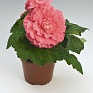 Бегония клубневая махровая (Begonia tuberhybrida)