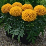 Бархатцы прямостоячие (Tagetes erecta)