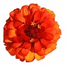 Цинния изящная (Zinnia elegans)