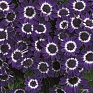 Цинерария гибридная (Pericallis cruenta)