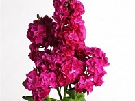 Левкой седой (Hot Cakes)